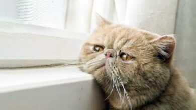 Idiopathic hypercalcemia in cats Idiopathic hypercalcemia in cats