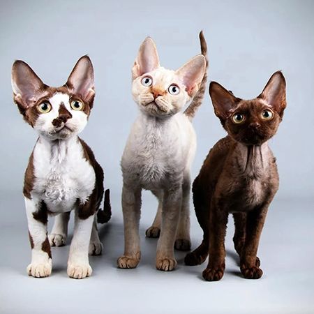 Devon Rex