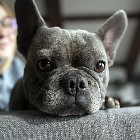 Why a Pug Whines