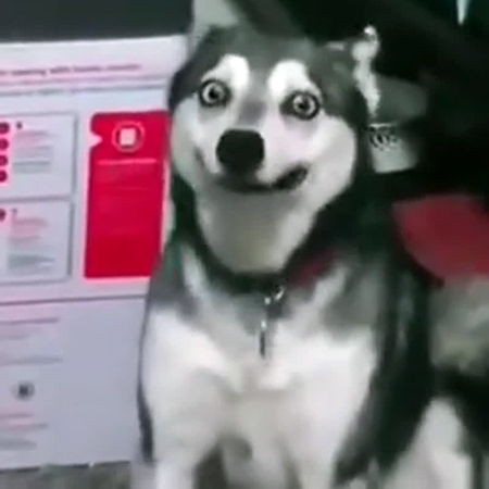 Constipation in Dogs