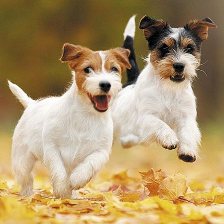 Jack Russell Terrier Jack Russell Terrier