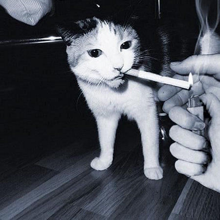 Secondhand Smoke for Cats
