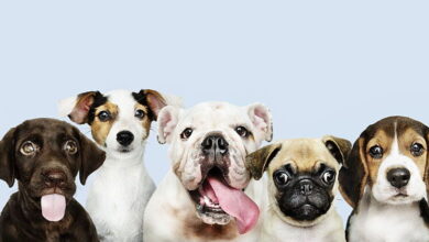 Which dog breeds live the longest? Find out what influences a dog's lifespan! Which dog breeds live the longest? Find out what influences a dog's lifespan!