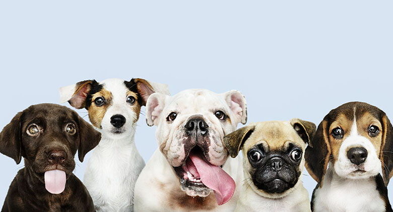 Which dog breeds live the longest? Find out what influences a dog's lifespan! Which dog breeds live the longest? Find out what influences a dog's lifespan!
