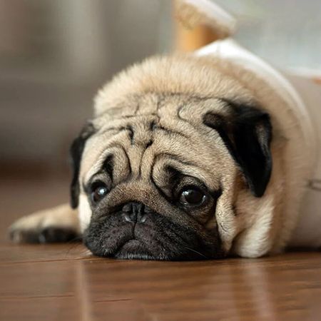 Encephalitis in Dogs