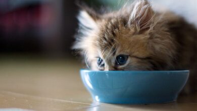 Daily Menu for Kittens
