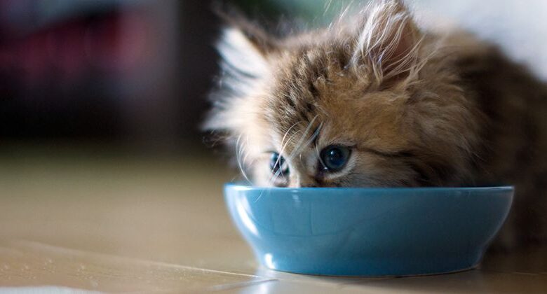 Daily Menu for Kittens Daily Menu for Kittens