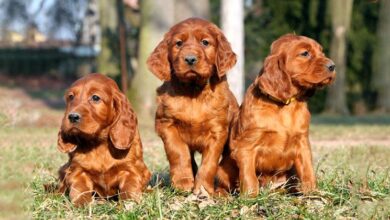 Irish Red Setter