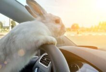 Transporting Rabbits in a Car