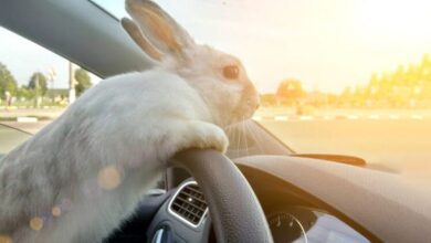 Transporting Rabbits in a Car
