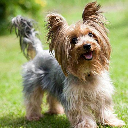 Yorkshire Terrier