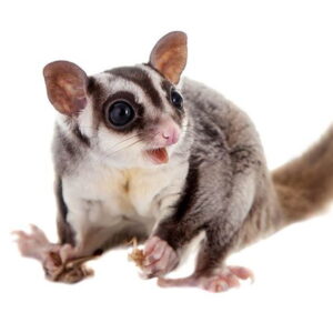 Sugar Glider