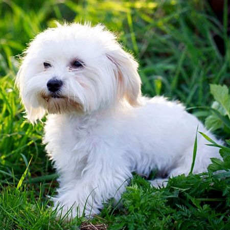 Maltese