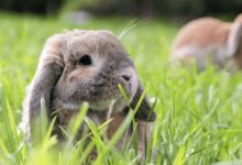 Mini Lop