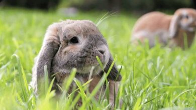 Mini Lop