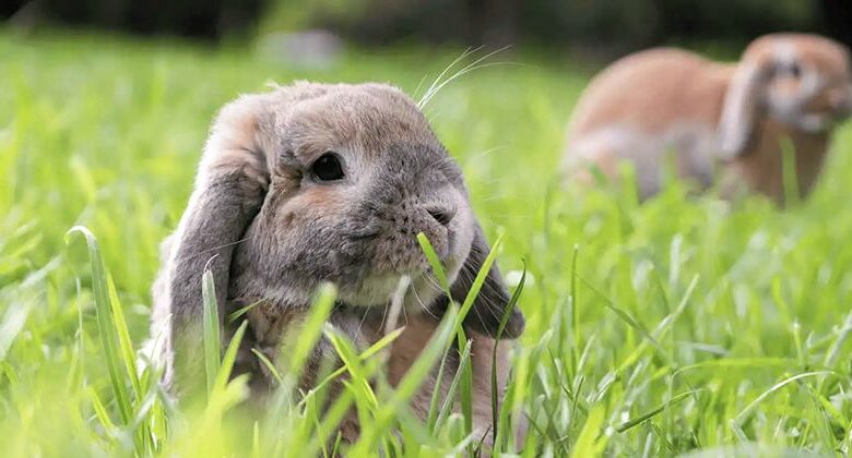Mini Lop