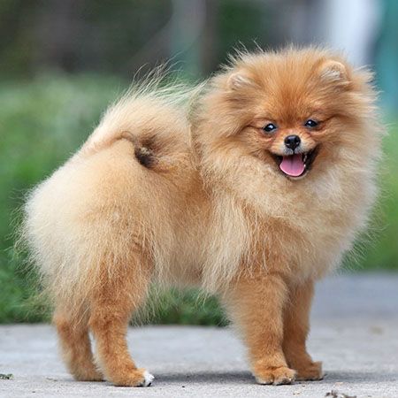 Miniature Pomeranian Spitz