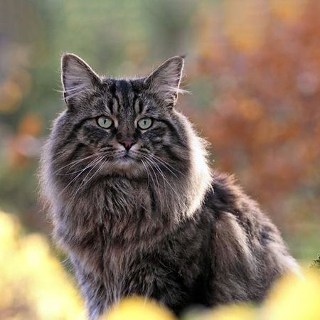 Norwegian Forest Cat