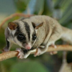 Sugar Glider