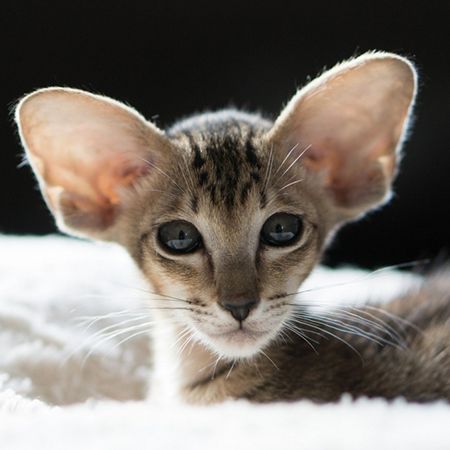Oriental Shorthair