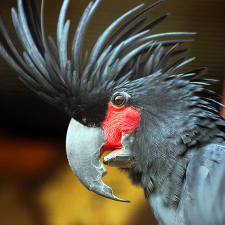 Palm Cockatoo