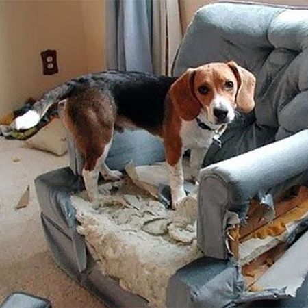 Train a Puppy to Stay Home Alone