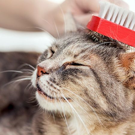 Hair Loss in Cats