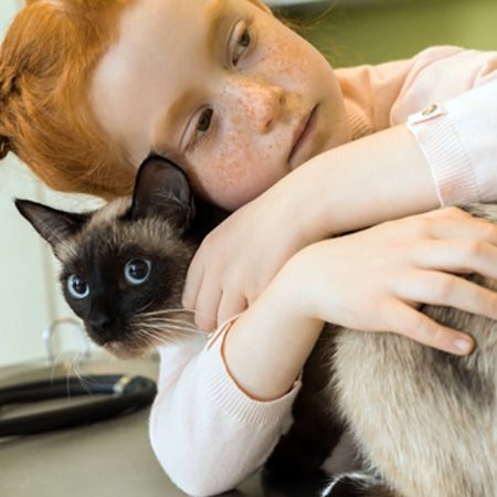 Hair Loss in Cats