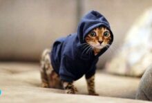 Hair Loss in Cats