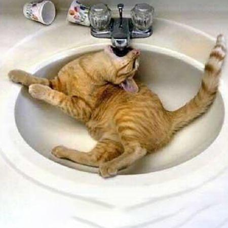 How to Tell if Your Cat is Too Hot?