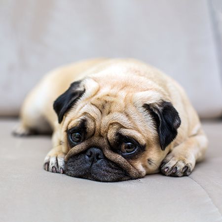 Why a Pug Whines