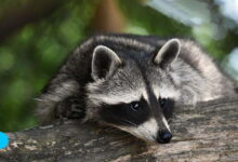 Keeping a Raccoon in an Apartment