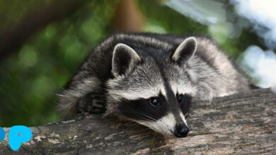 Keeping a Raccoon in an Apartment