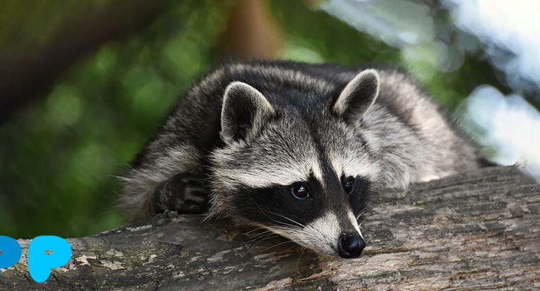 Keeping a Raccoon in an Apartment