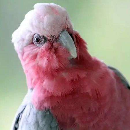 Galah Cockatoo