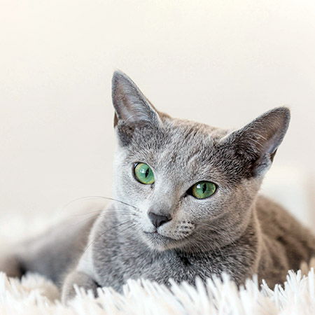 Русская голубая кошка