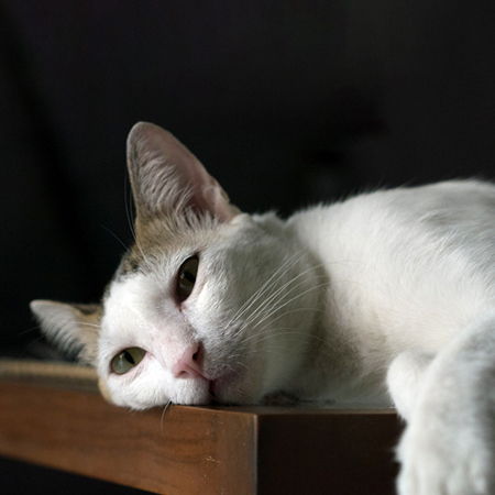 How to Tell if Your Cat is Too Hot?