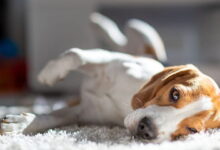 Dilated Cardiomyopathy in Dogs