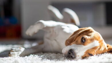 Dilated Cardiomyopathy in Dogs Dilated Cardiomyopathy in Dogs