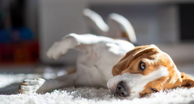 Dilated Cardiomyopathy in Dogs Dilated Cardiomyopathy in Dogs