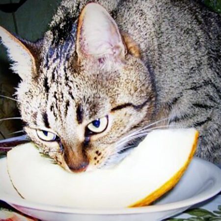 6 vitamin C-rich foods that you can give your cat