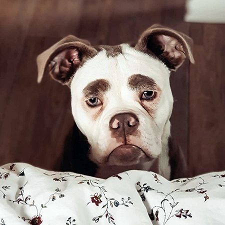 Von Willebrand Disease in Dogs