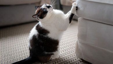Why a Cat's Claws May Split