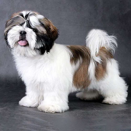 Shih Tzu
