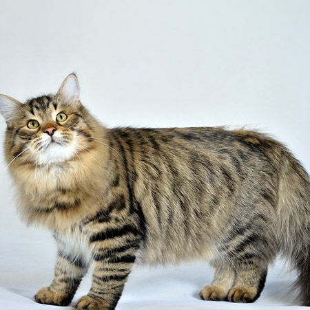 Siberian Cat