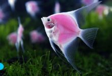 Angelfish