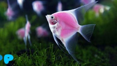Angelfish Angelfish