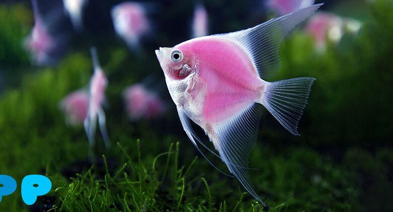 Angelfish