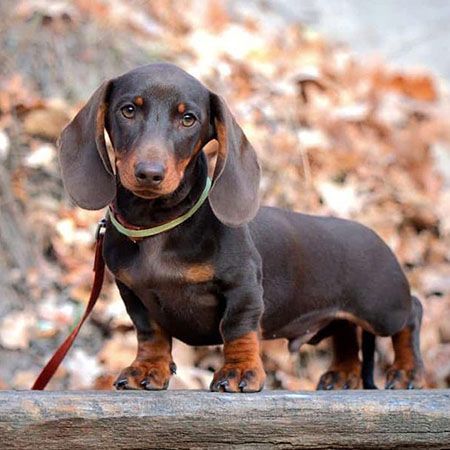 Dachshund