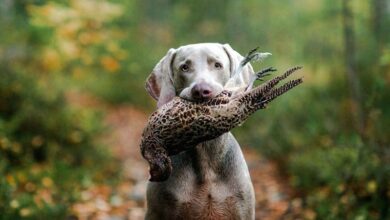 How to Train a Hunting Dog to Retrieve Game How to Train a Hunting Dog to Retrieve Game